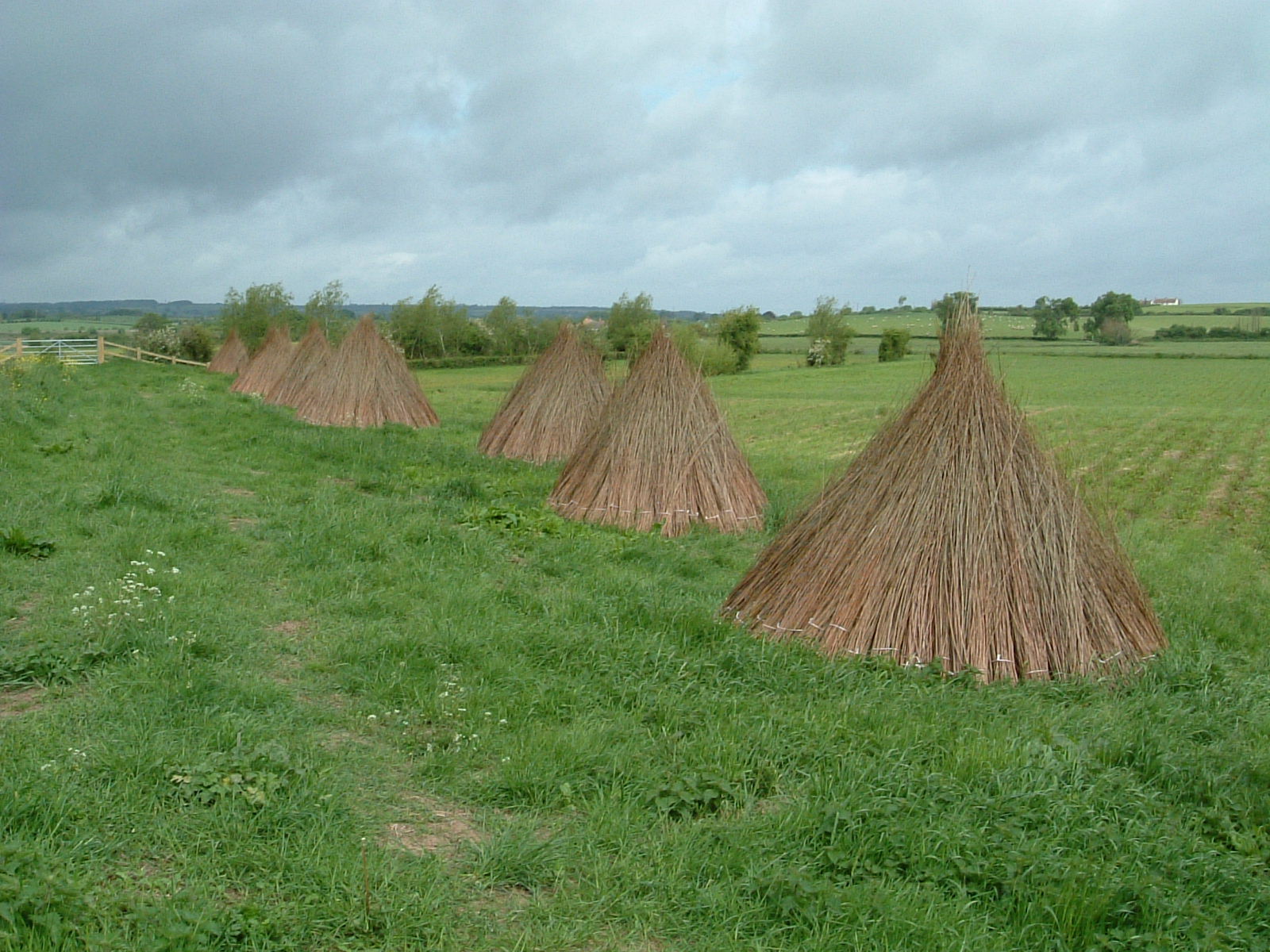 A stook of withies by the River Tone