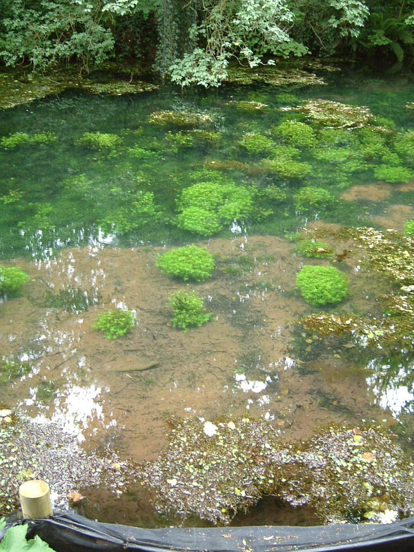 Strange growths in the Great Western Canal